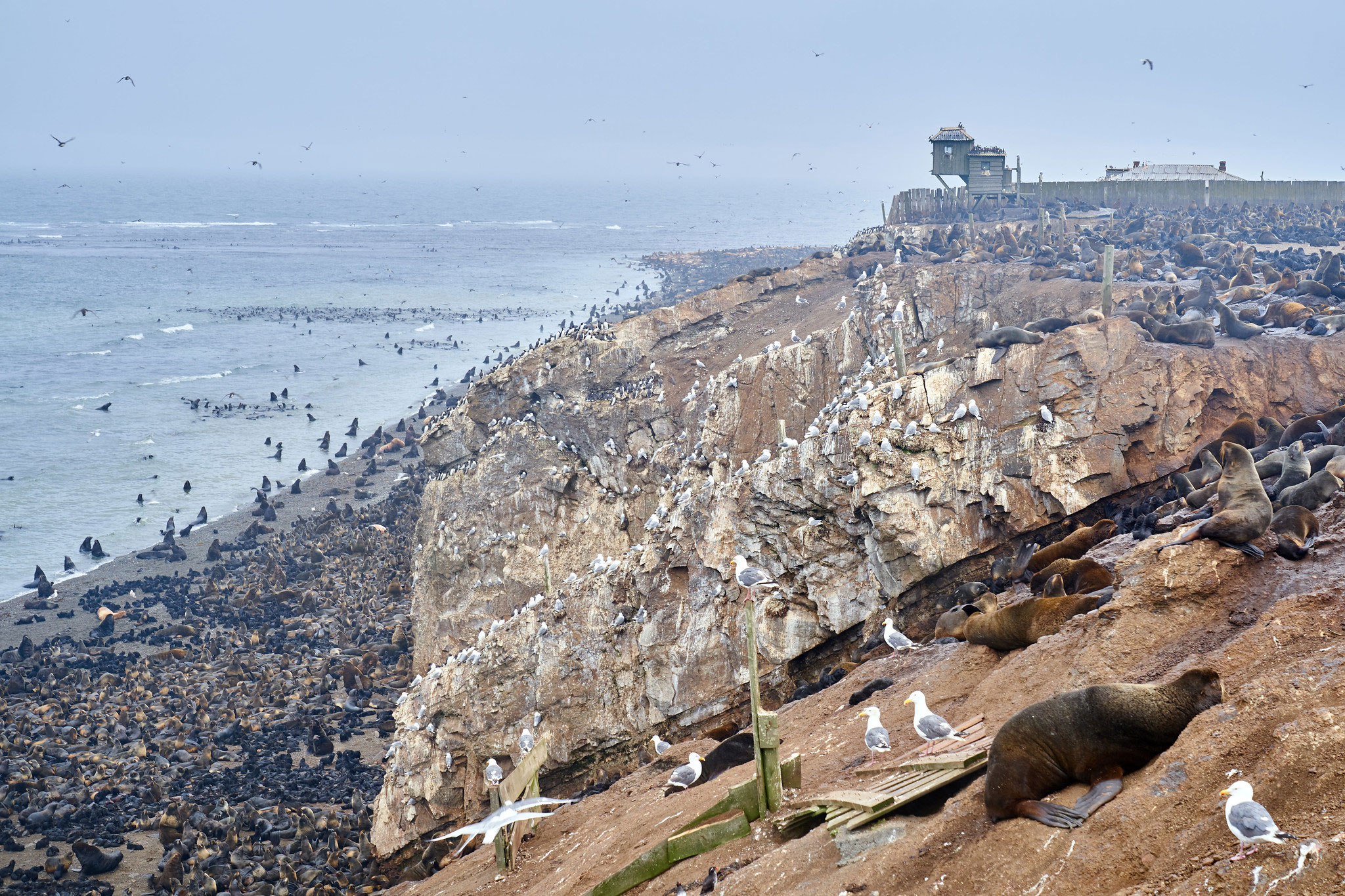 Tyuleniy Island, Сахалин (Остров Тюлений, Сахалин)